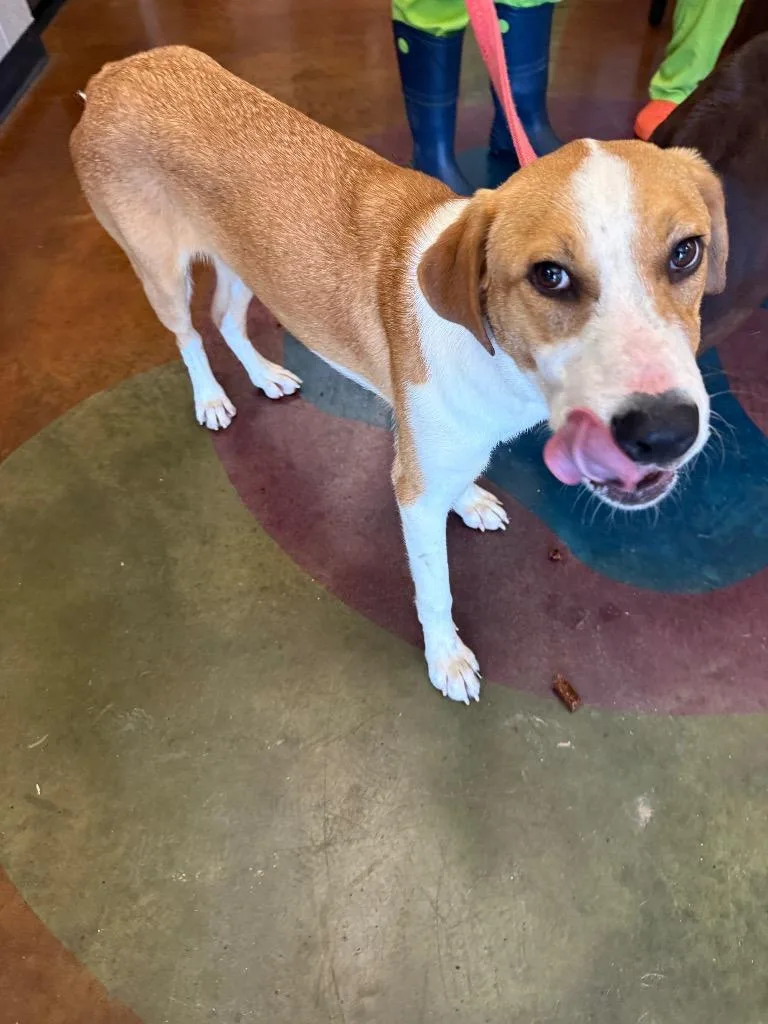 A young large-sized male Mixed Breed dog named Warren for adoption in Gallatin, TN