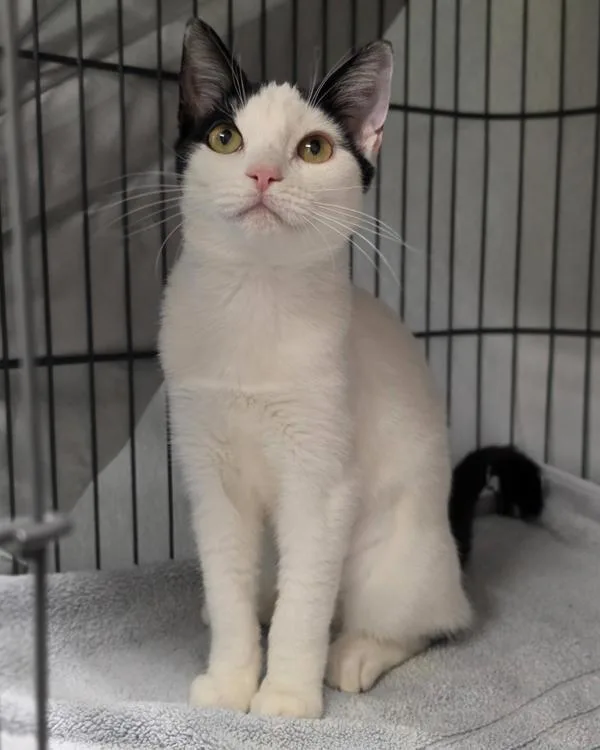 A young small-sized female Domestic Short Hair cat named Nova for adoption in Novato, CA