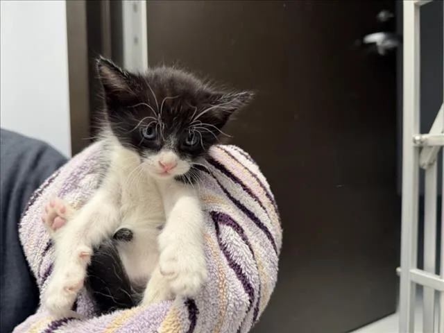 A baby small-sized male Domestic Medium Hair cat named John Wick for adoption in Santa Fe, NM