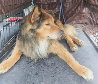 An adult medium-sized male German Shepherd Dog dog named Bear for adoption in Lafayette, TN