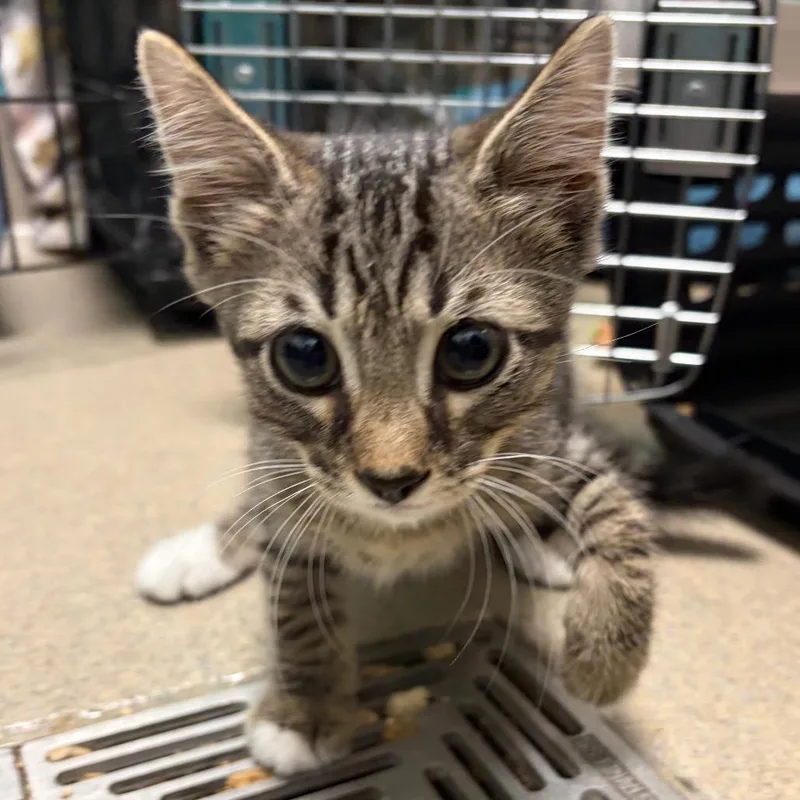 A baby small-sized male Gray / Blue / Silver Domestic Short Hair cat named Captain for adoption in Fredericksburg, VA