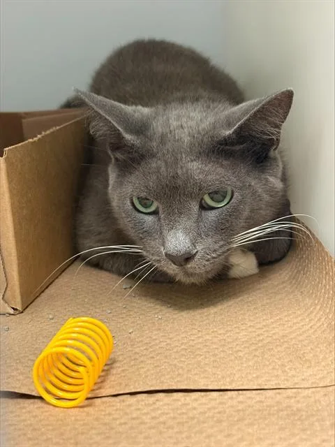 An adult medium-sized female Domestic Short Hair cat named Lani for adoption in Palmetto, FL