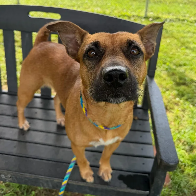 An adult medium-sized female Mixed Breed dog named Lucy for adoption in Philadelphia, PA