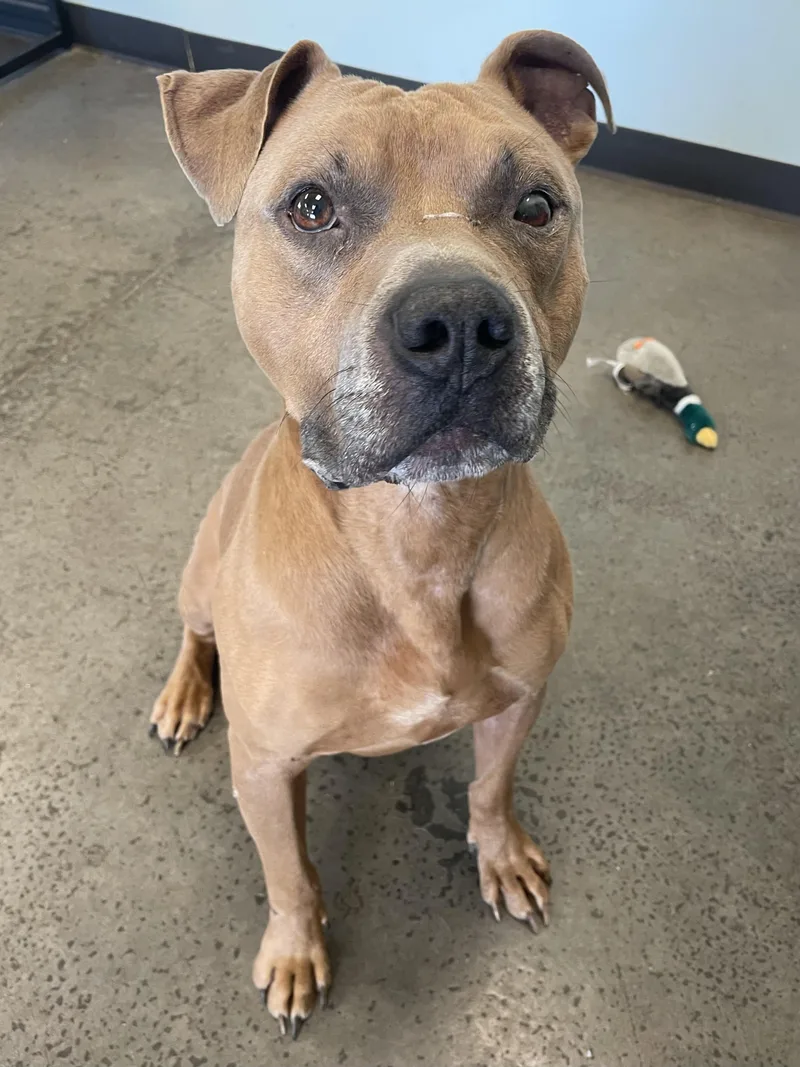 An adult large-sized male Yellow / Tan / Blond / Fawn Mixed Breed dog named Trombone for adoption in Mishawaka, IN