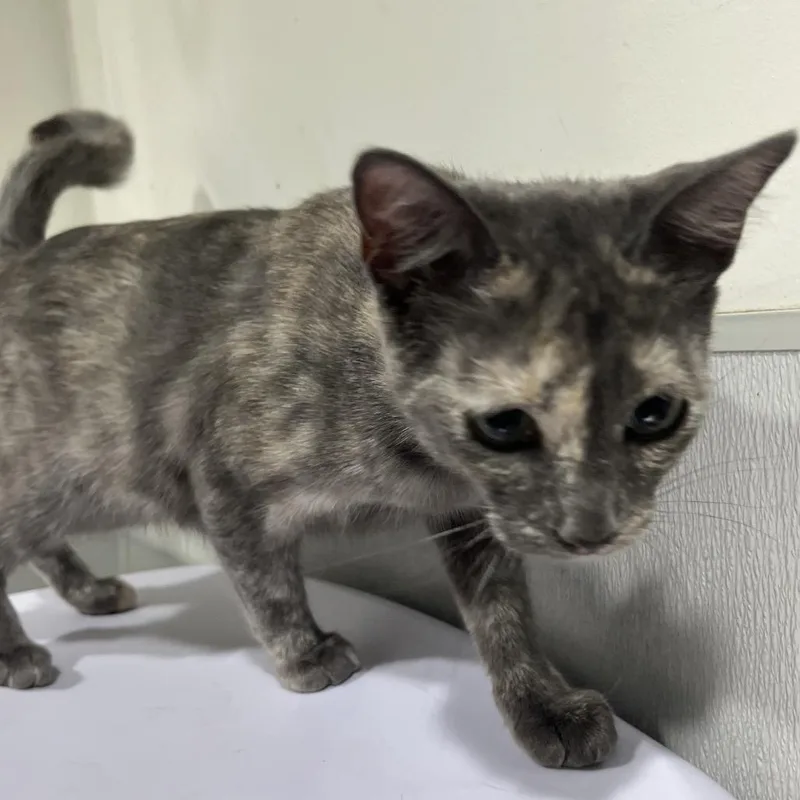 A young medium-sized female Brown / Chocolate Domestic Short Hair cat named Beatrix for adoption in Tampa, FL