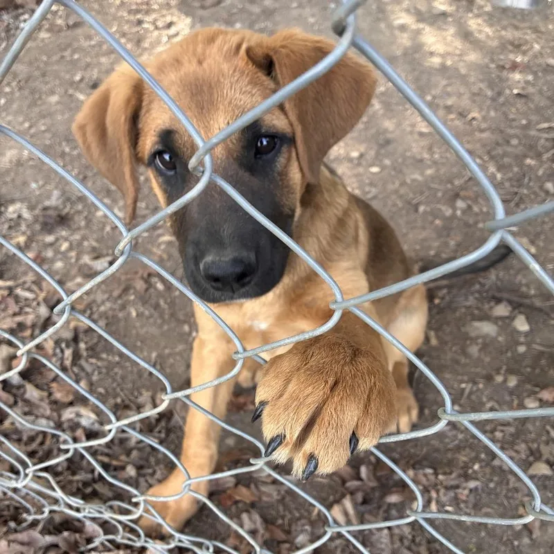 A baby small-sized female Brown / Chocolate Mixed Breed dog named Jersey for adoption in Roxboro, NC
