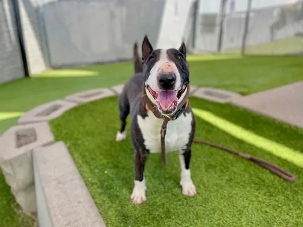 An adult large-sized female Bull Terrier dog named Vela for adoption in Salt Lake City, UT