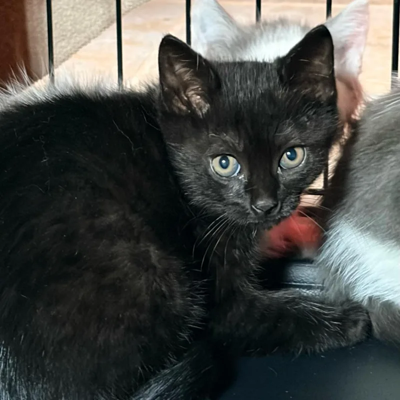 A baby small-sized male Black Domestic Short Hair cat named Chap for adoption in Aldie, VA