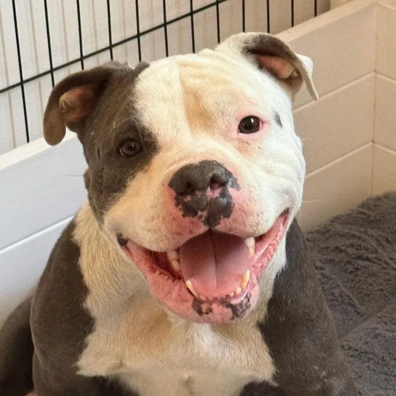 An adult medium-sized female Gray / Blue / Silver Pit Bull Terrier dog named Mikaela for adoption in Los Angeles, CA