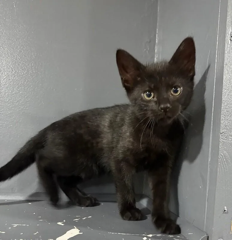 A young medium-sized female Black Domestic Short Hair cat named Guinness for adoption in North Babylon, NY