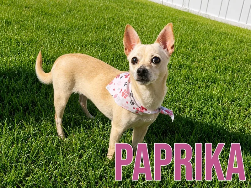 An adult small-sized female Yellow / Tan / Blond / Fawn Chihuahua dog named Paprika in Texarkana TX for adoption in Texarkana, TX