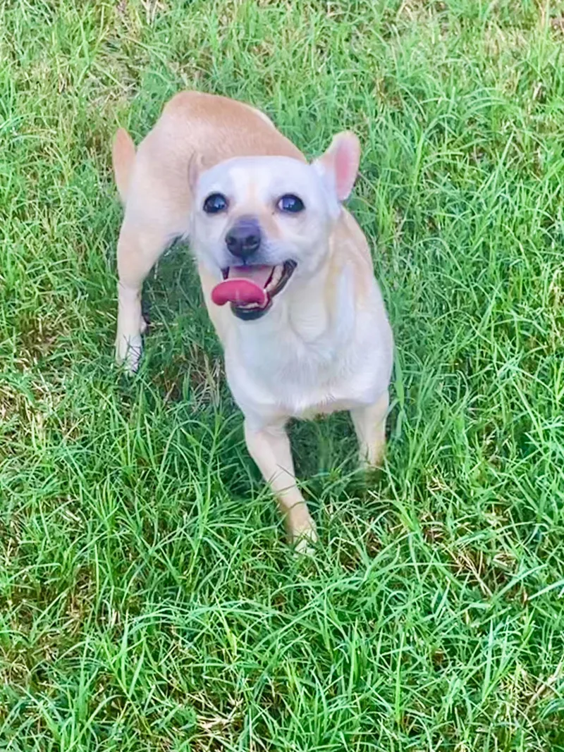 Paprika in Texarkana TX thumbnail 2