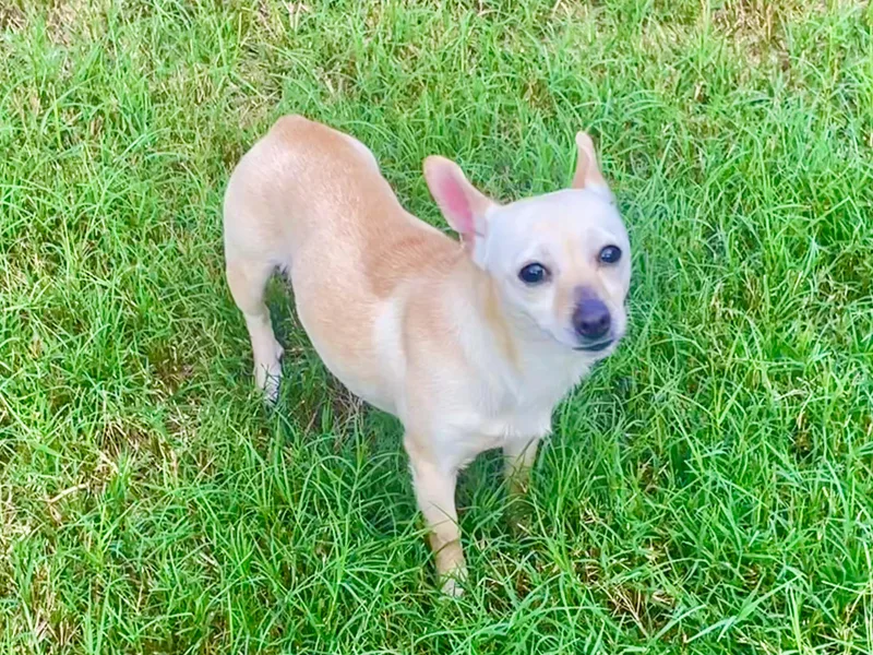 Paprika in Texarkana TX thumbnail 3