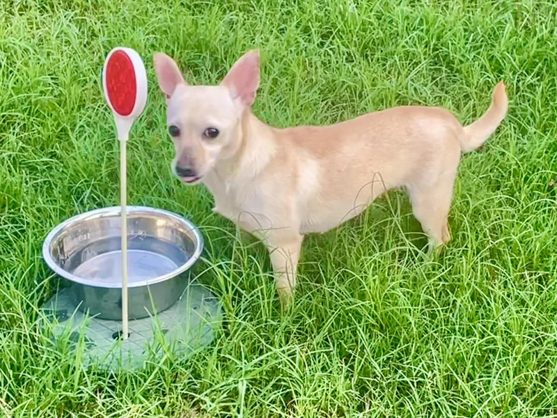 Paprika in Texarkana TX thumbnail 4
