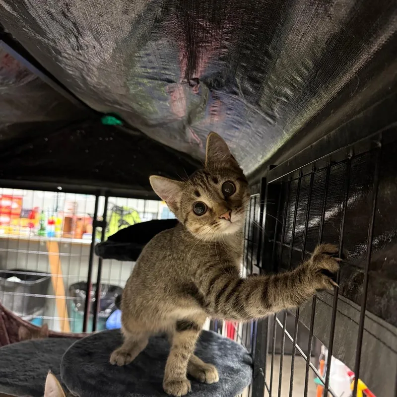 A young small-sized female Torbie Domestic Short Hair cat named Eevee for adoption in Richmond, IN
