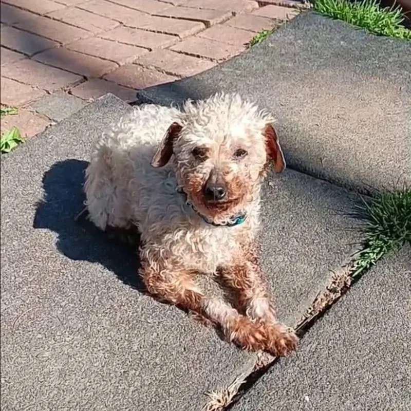 A senior small-sized male Poodle dog named Aaron for adoption in Schnecksville, PA