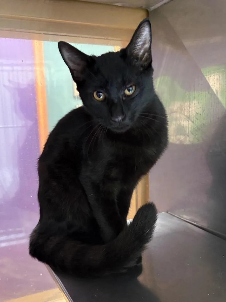 A baby medium-sized male Domestic Short Hair cat named Bob for adoption in Little Rock, AR