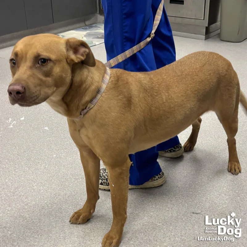 A young large-sized female Labrador Retriever dog named Ma'am for adoption in Washington, DC