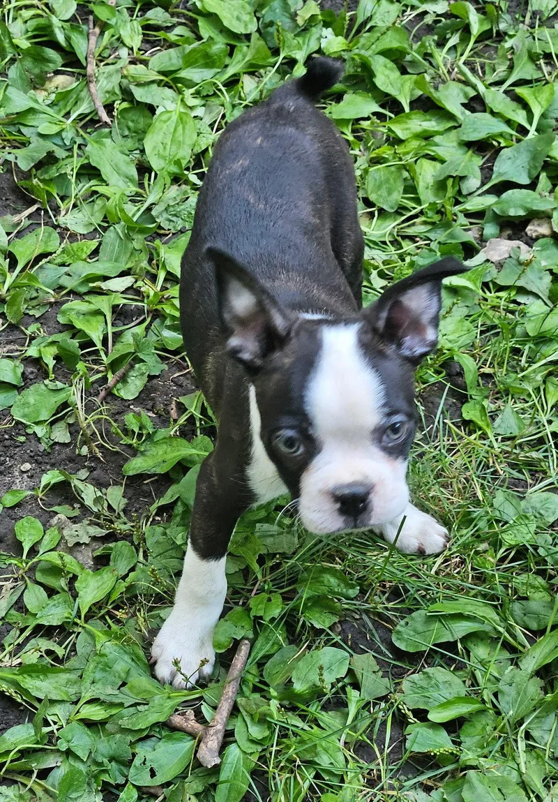 Franklin