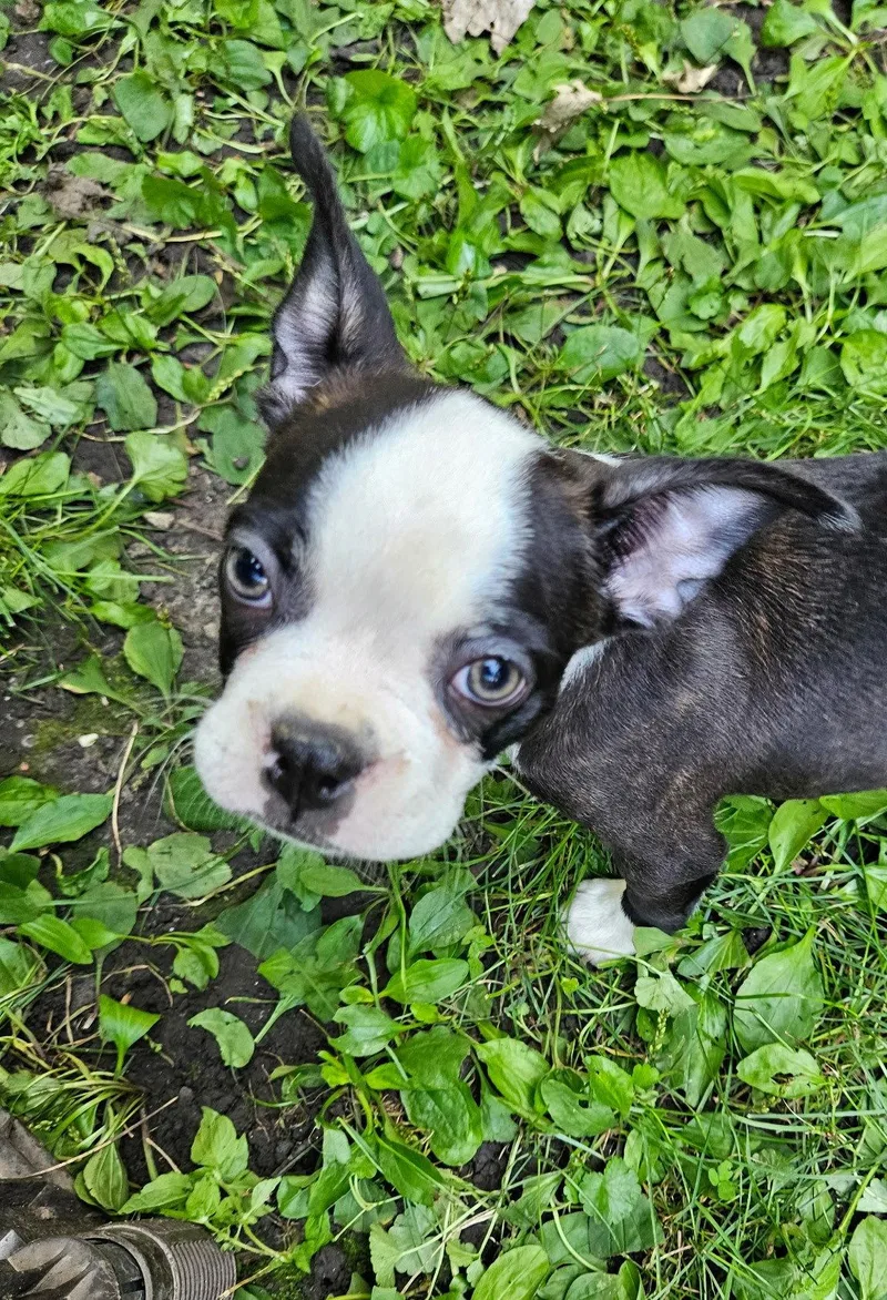 Franklin thumbnail 2