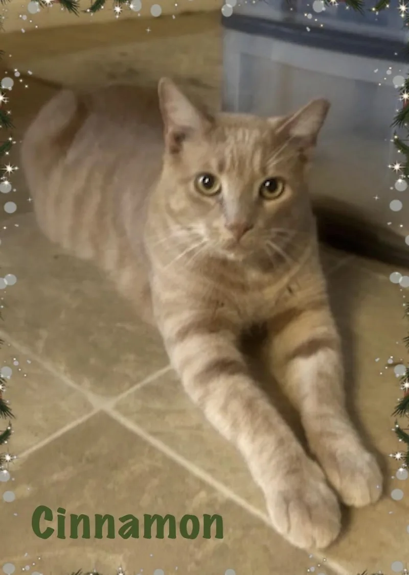 Cinnamon thumbnail 2