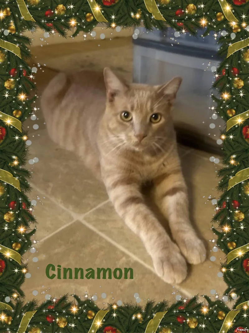 Cinnamon thumbnail 3