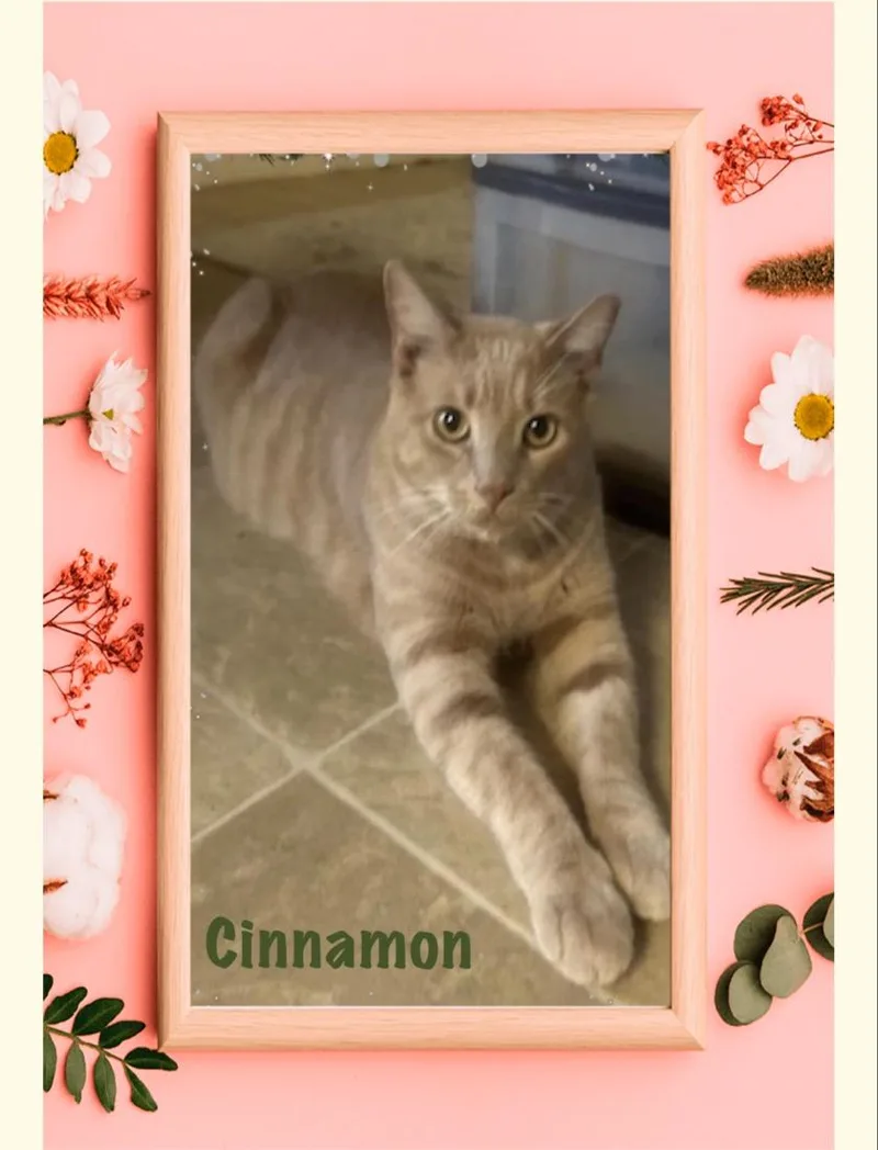 Cinnamon thumbnail 4