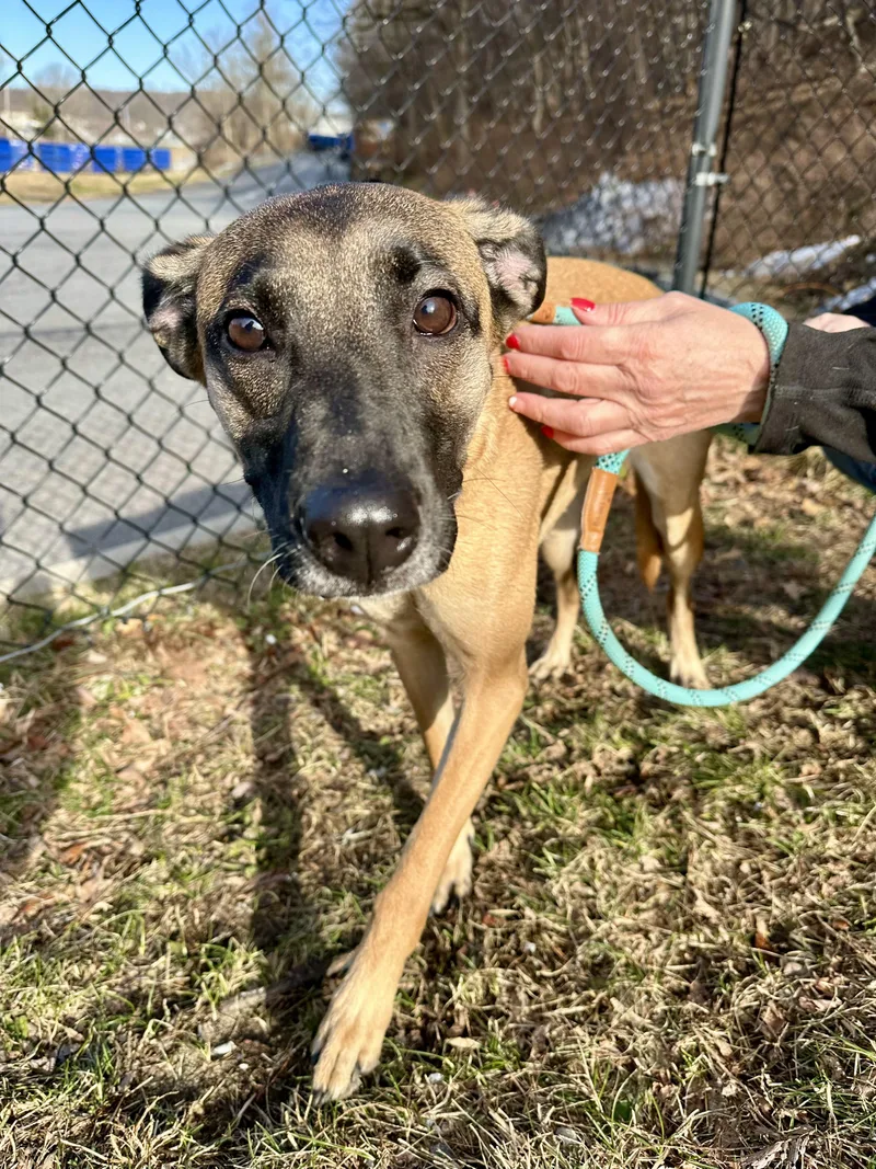 A young medium-sized female Yellow / Tan / Blond / Fawn Shepherd dog named Spice for adoption in Yonkers, NY