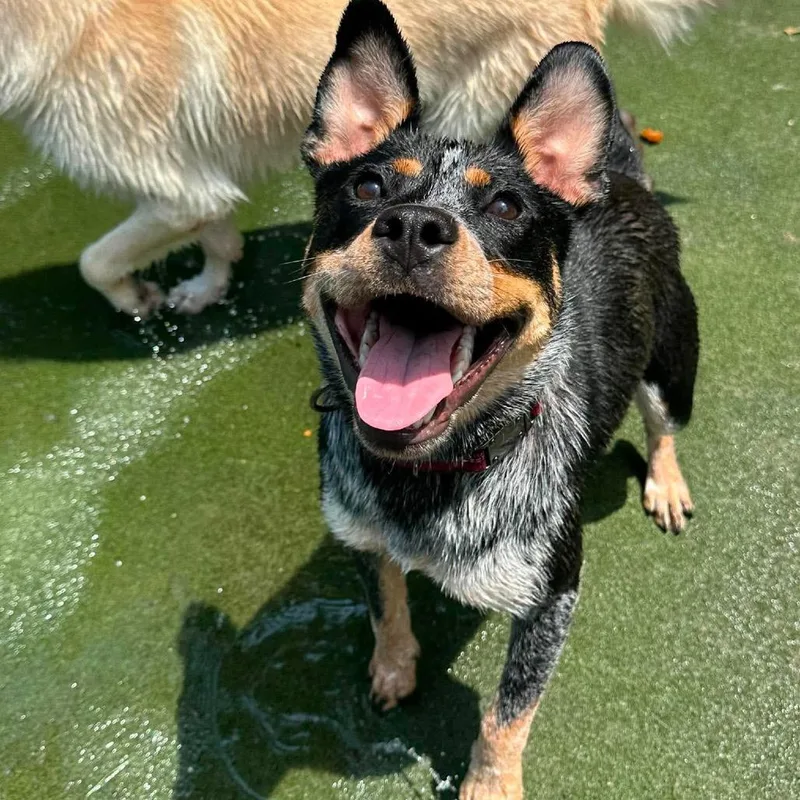 A young medium-sized female Australian Cattle Dog / Blue Heeler dog named Maeve for adoption in Monroe , NC