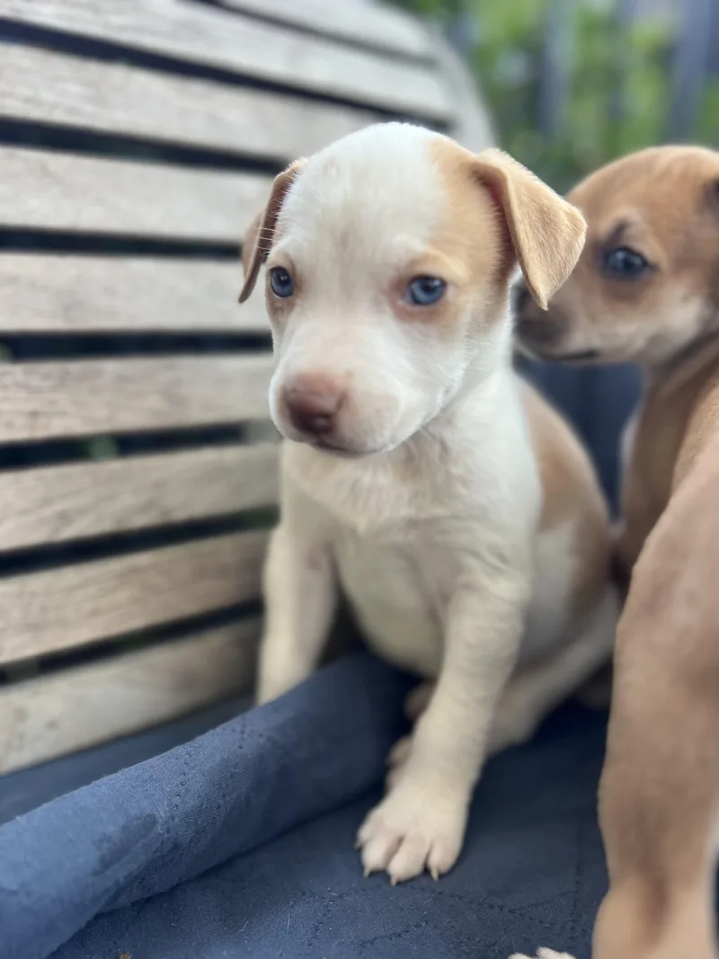 A baby medium-sized female Terrier dog named Rose for adoption in Redwood City, CA