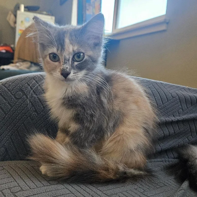 A baby small-sized female Tortoiseshell Domestic Medium Hair cat named Evie for adoption in Elverta, CA