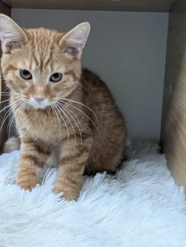 A young medium-sized male Orange / Red Domestic Short Hair cat named Gilroy for adoption in Adrian, MI