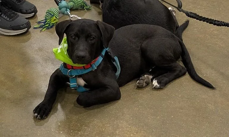 A young medium-sized male Mixed Breed dog named Jesse for adoption in Florence, SC