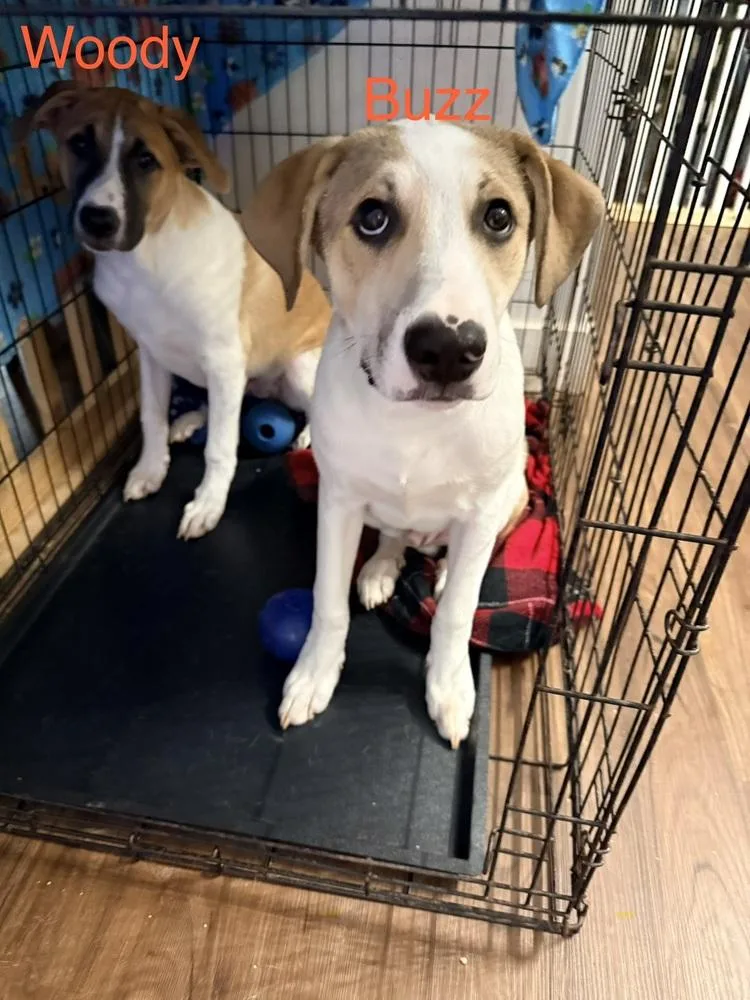 A baby medium-sized male Great Pyrenees dog named Woody for adoption in Chattanooga, TN