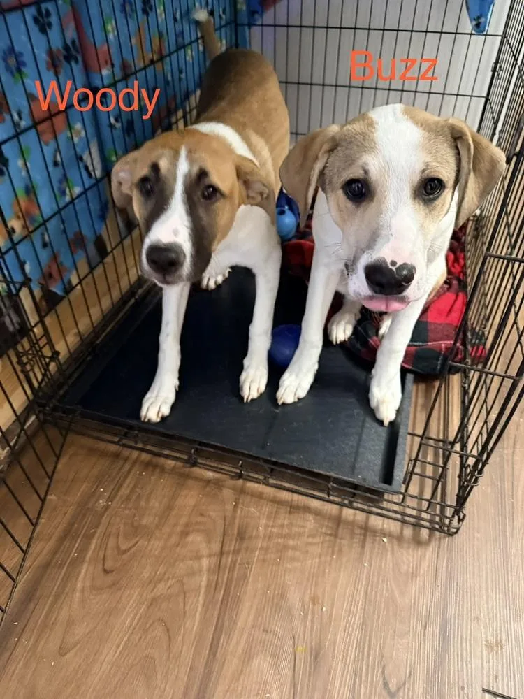 Woody thumbnail 3