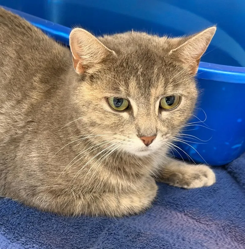 A young medium-sized female Domestic Short Hair cat named Fern for adoption in Columbia, IL