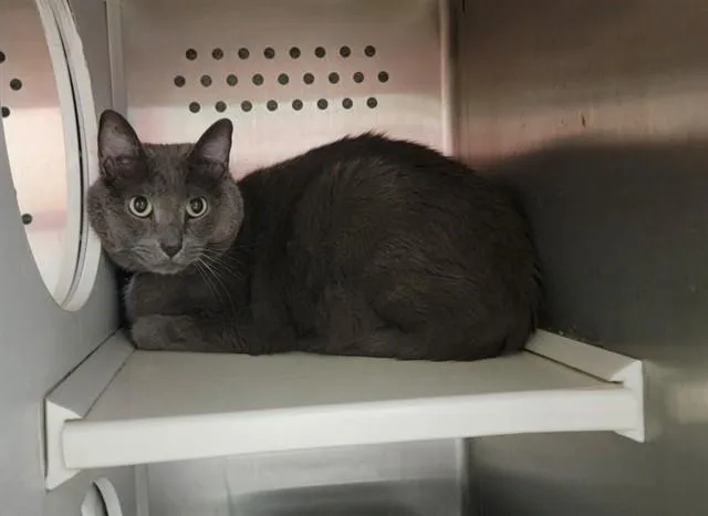 A senior medium-sized male Domestic Short Hair cat named Drizzy for adoption in Saint Peters, MO