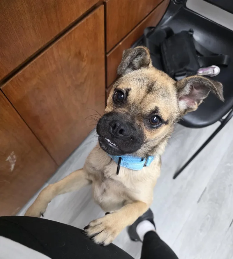 A baby medium-sized male Puggle dog named Shrek for adoption in Tarzana, CA