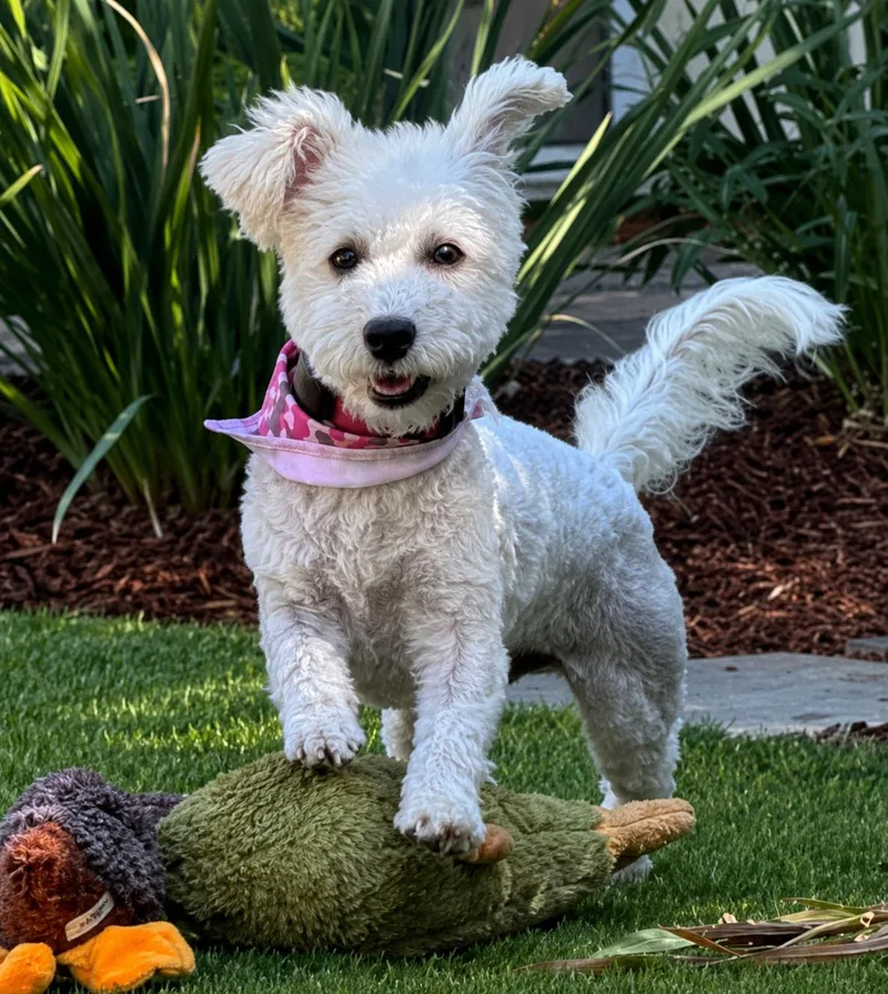 Sadie