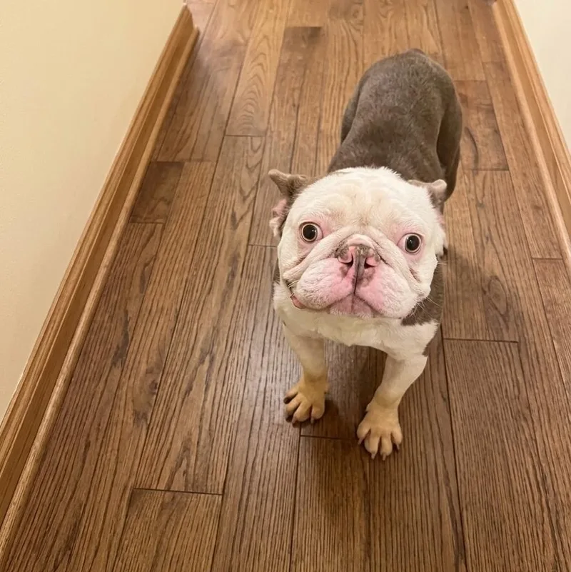 A young medium-sized male White / Cream French Bulldog dog named Fred for adoption in Boca Raton, FL