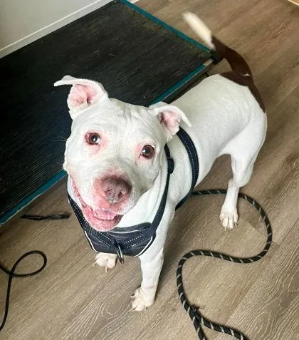 A senior large-sized male White / Cream Pit Bull Terrier dog named Nala Koala for adoption in Annapolis, MD