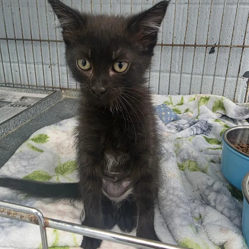 A baby small-sized female Black Domestic Short Hair cat named Hazel for adoption in Duncan, OK