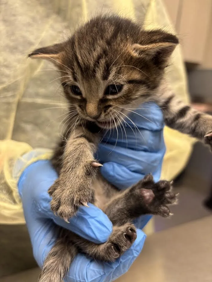 A baby small-sized male Domestic Short Hair cat named Webber for adoption in Las Vegas, NV