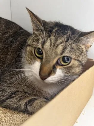 An adult medium-sized male Domestic Short Hair cat named Scar for adoption in West Chester, PA