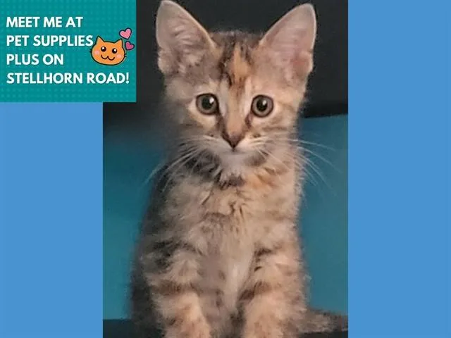 A baby small-sized female Domestic Short Hair cat named Danielle for adoption in Fort Wayne, IN