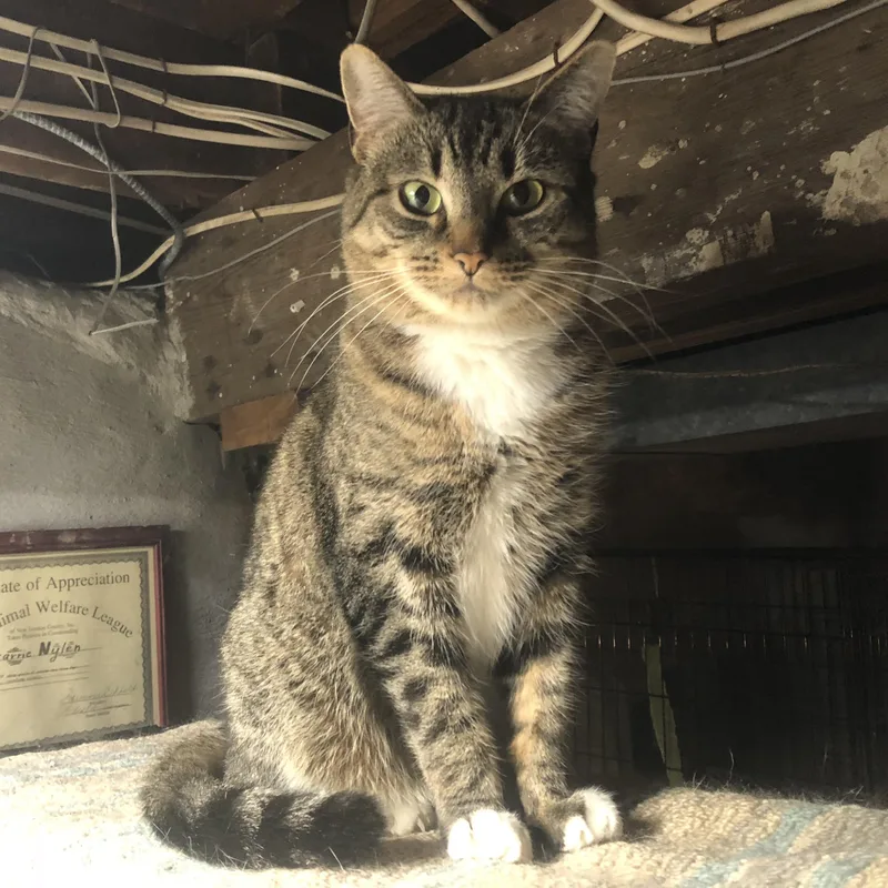 A senior medium-sized female Tabby (Buff / Tan / Fawn) Domestic Short Hair cat named Willa for adoption in Lisbon, CT