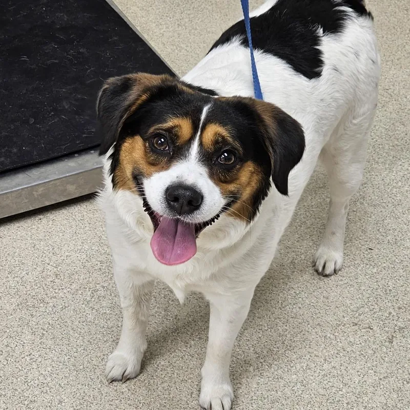 An adult medium-sized male White / Cream Beagle dog named Bruno for adoption in Evansville, IN