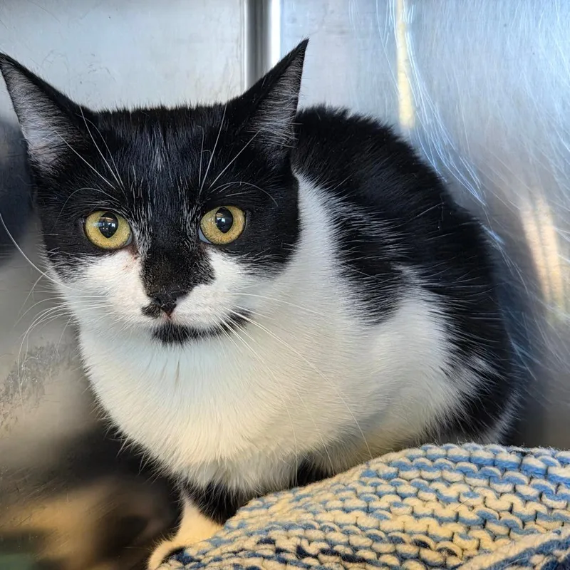 An adult medium-sized female Black Domestic Short Hair cat named Cookie for adoption in Asheville, NC