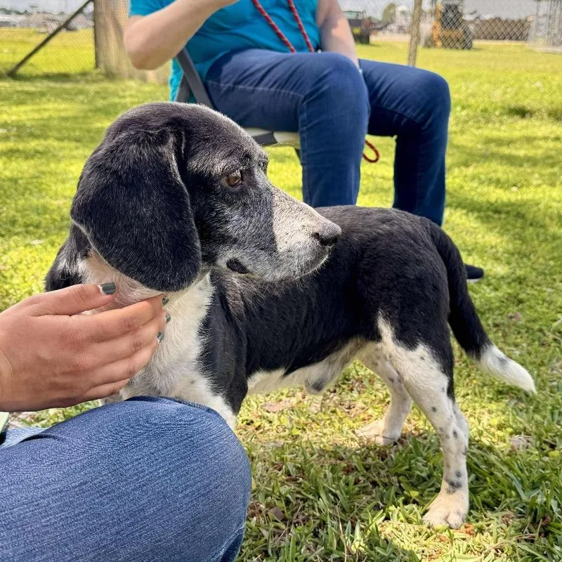 Henderson thumbnail 2