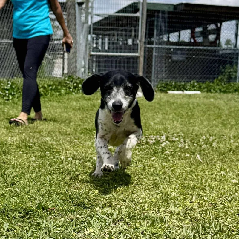 Henderson thumbnail 3